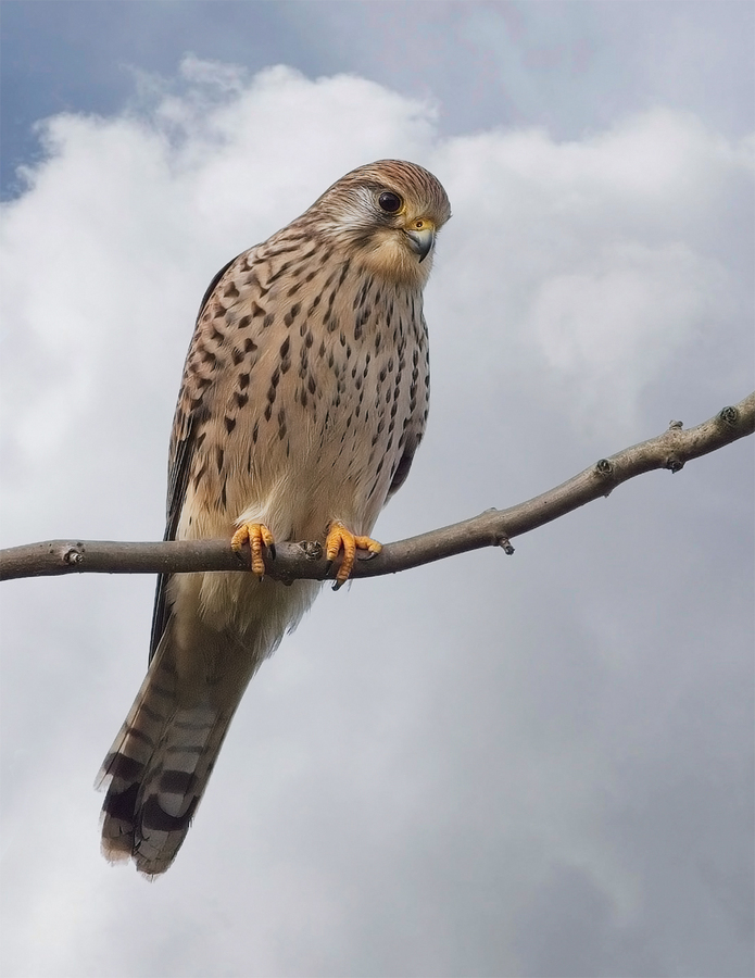 kestrel - John Hughes